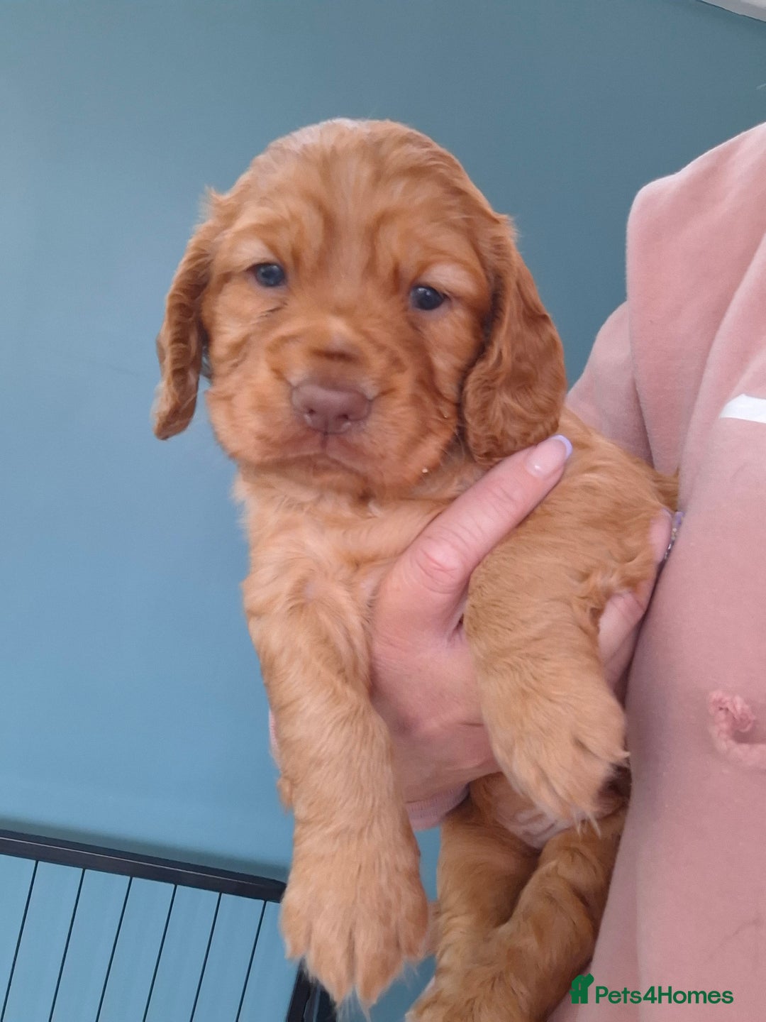 Cocker Spaniel dogs for sale: Working Cocker Spaniel Pups parents DNA tested - Image 2