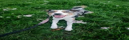 Border Collie dogs for sale: Blue Merle Border Collie in Camberley - Advert 16