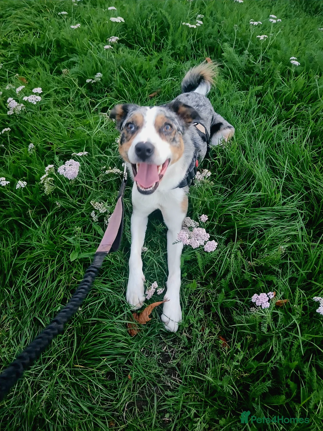 Border Collie dogs for sale: Blue Merle Border Collie in Camberley - Advert 16