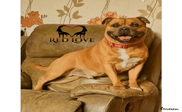 Staffordshire Bull Terrier dogs in Rochdale - Advert 6