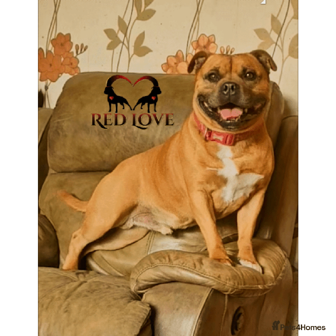 Staffordshire Bull Terrier dogs for stud: 🥨CHIEF CHAMPION SIRED.🥨 🏆  in Rochdale - Image 1
