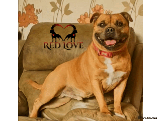 Staffordshire Bull Terrier dogs 🥨CHIEF CHAMPION SIRED.🥨 🏆 in Rochdale - Advert 16