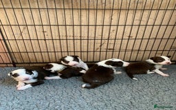 Border Collie dogs for stud: Stunning red working collie health tested proven in Dunblane - Image 5