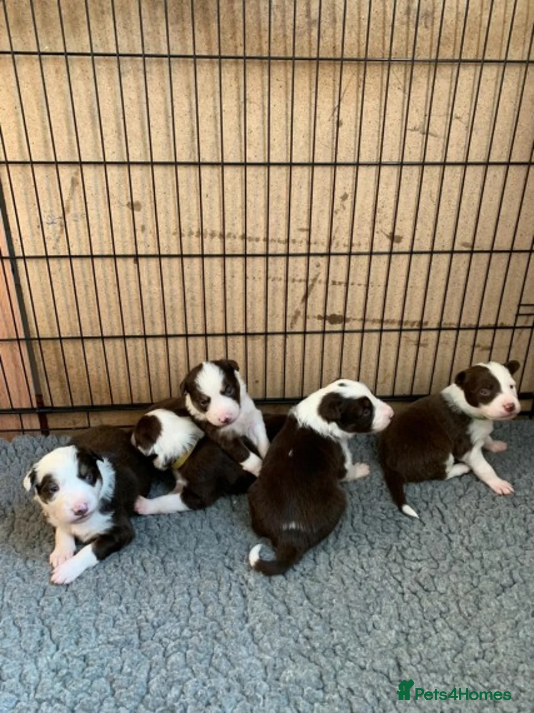 Border Collie dogs for stud: Stunning red working collie health tested proven in Dunblane - Advert 5