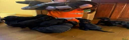 Mixed Breed dogs for sale: Winnie  in Grimsby - Advert 2