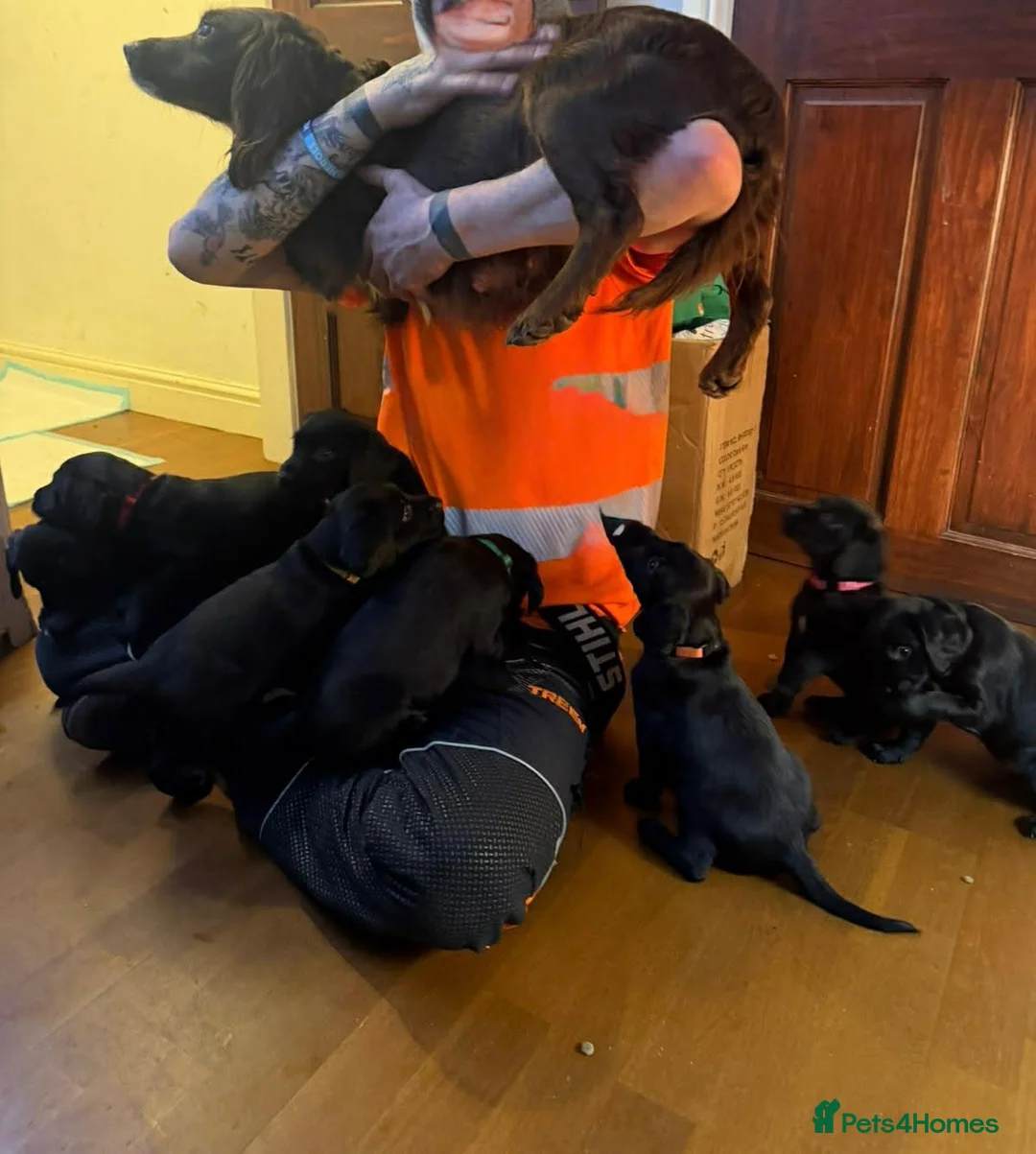 Mixed Breed dogs for sale: Winnie  in Grimsby - Advert 2
