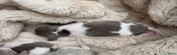 Miniature Dachshund dogs for sale: Piebald Dapple miniature dachshund puppies - Advert 9