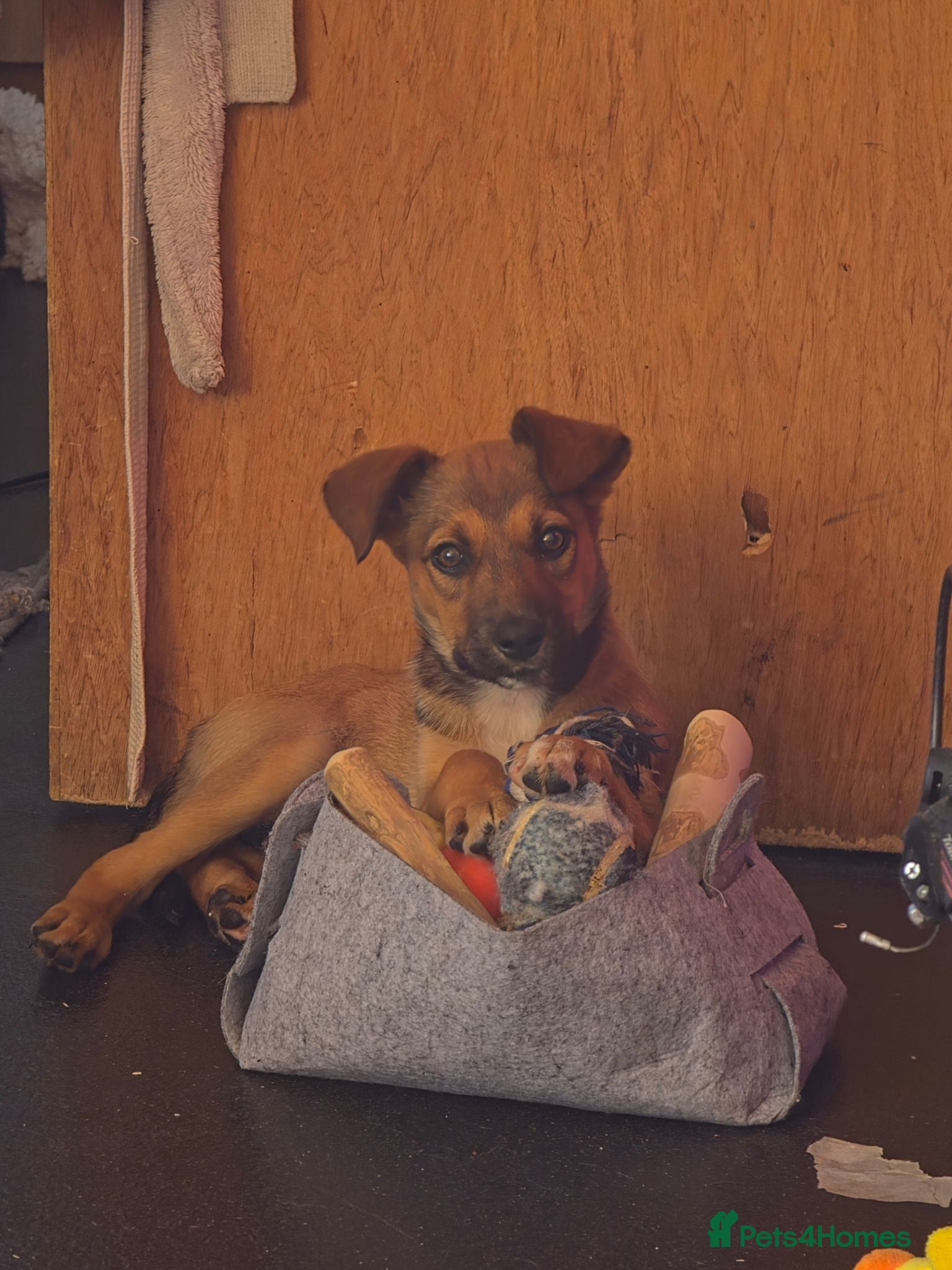 Mixed Breed dogs 10 week old pup - Advert 17
