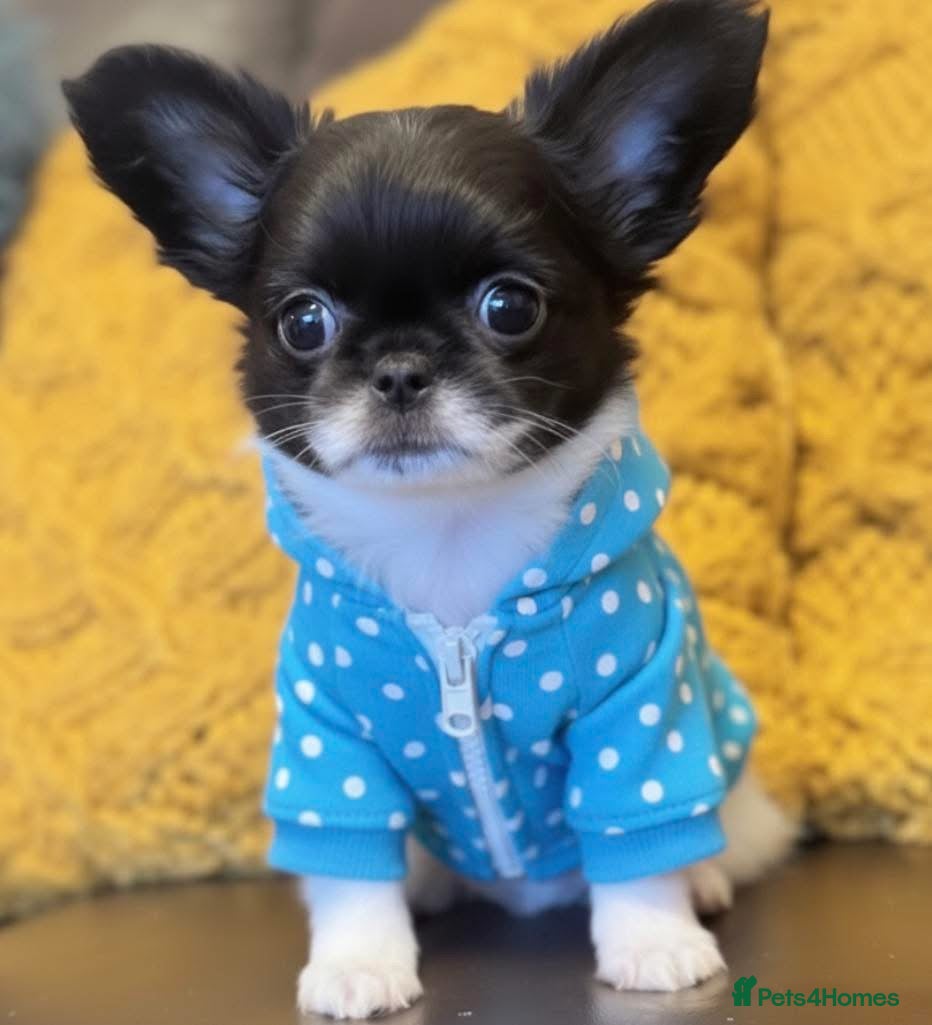 Chihuahua dogs Chihuahua  - Advert 4