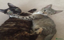 Domestic Shorthair cats for sale: Mixed breed kitten  - Image 7