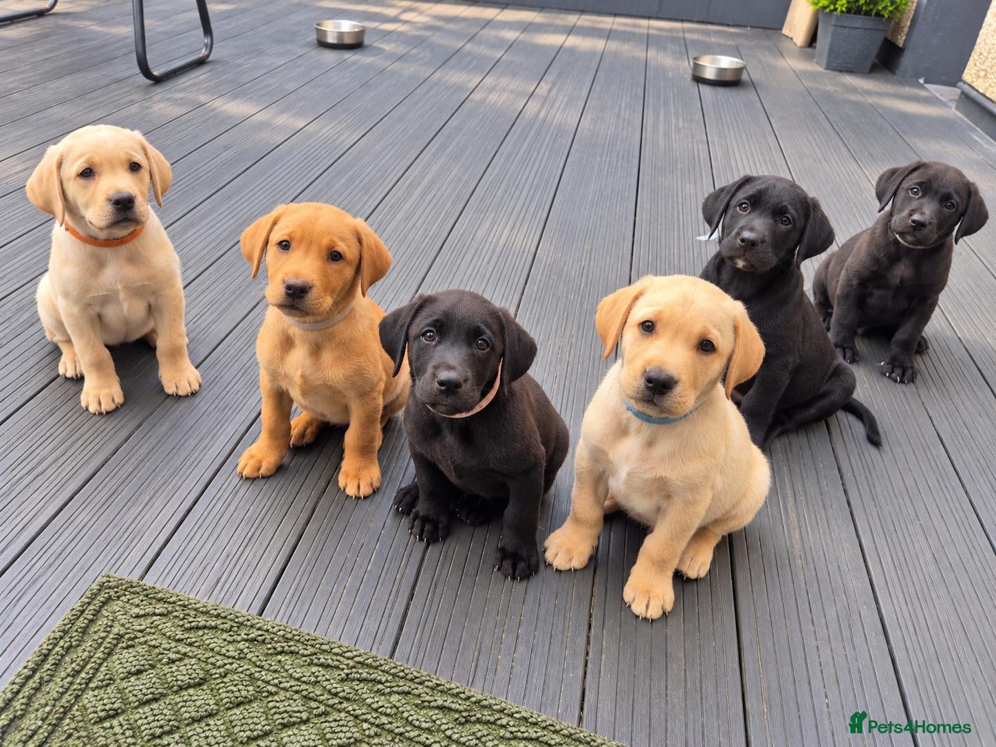 Labrador Retriever dogs KC Registered Labrador Puppies – Working Lines - Advert 1