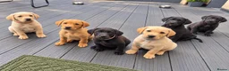 Labrador Retriever dogs for sale: Last 2 KC Registered Black Labradors – Ready Now - Advert 9