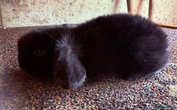 Mini Lop rabbits for sale: Top quality mini lop babies  - Image 18