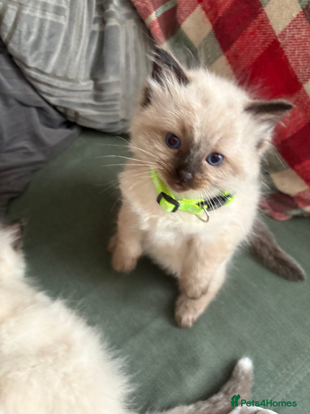 Ragdoll cats for sale: Beautiful Ragdoll Kittens 2 boys 2 girls 😍 - Advert 13