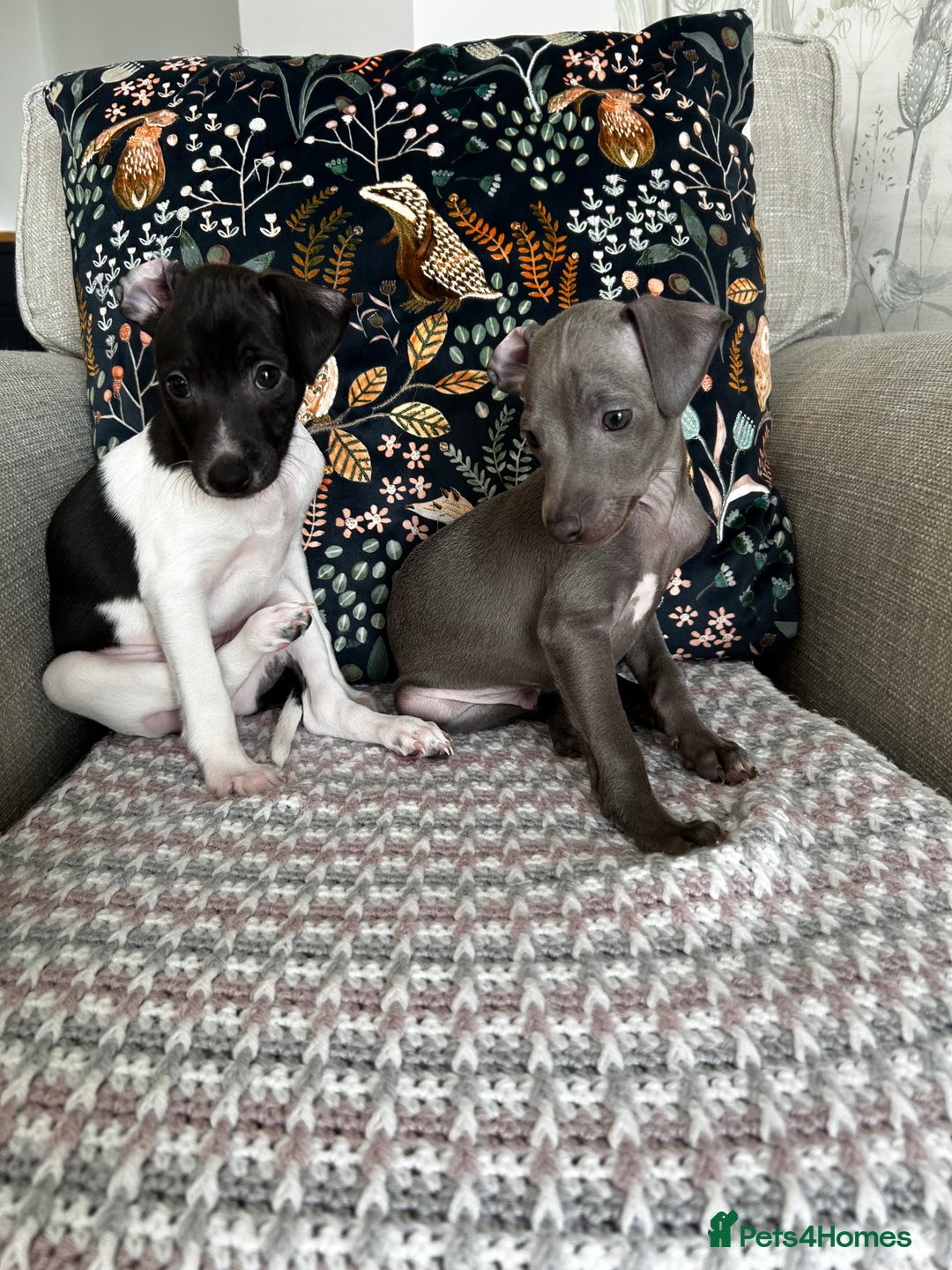 Italian Greyhound dogs for sale: Beautiful Italian greyhound puppies  - Image 18