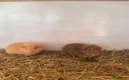 Guinea Pig rodents for sale: 2 female baby sows - Image 6