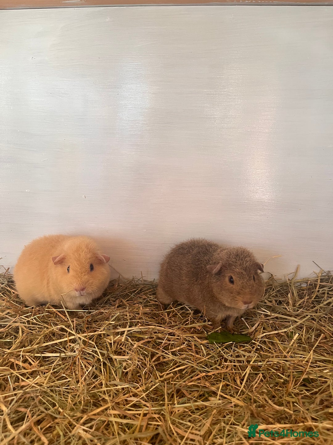 Guinea Pig rodents for sale: 2 female baby sows - Image 6