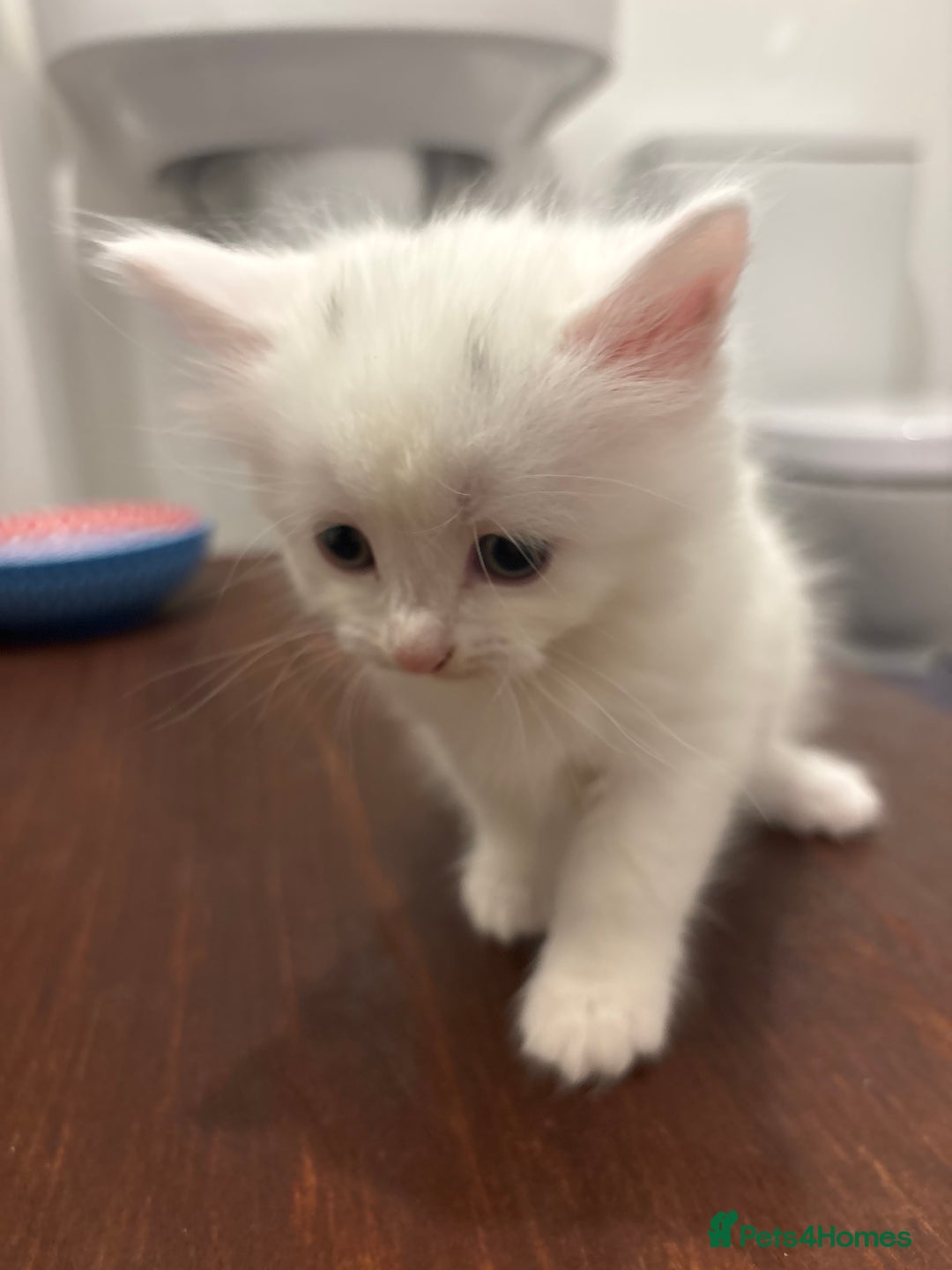 Mixed Breed cats for sale: MAIN COON / TURKISH ANGORA - Advert 3