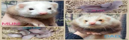 Ferret rodents for sale: Beautiful Ferret kits (half Angora)  - Advert 1