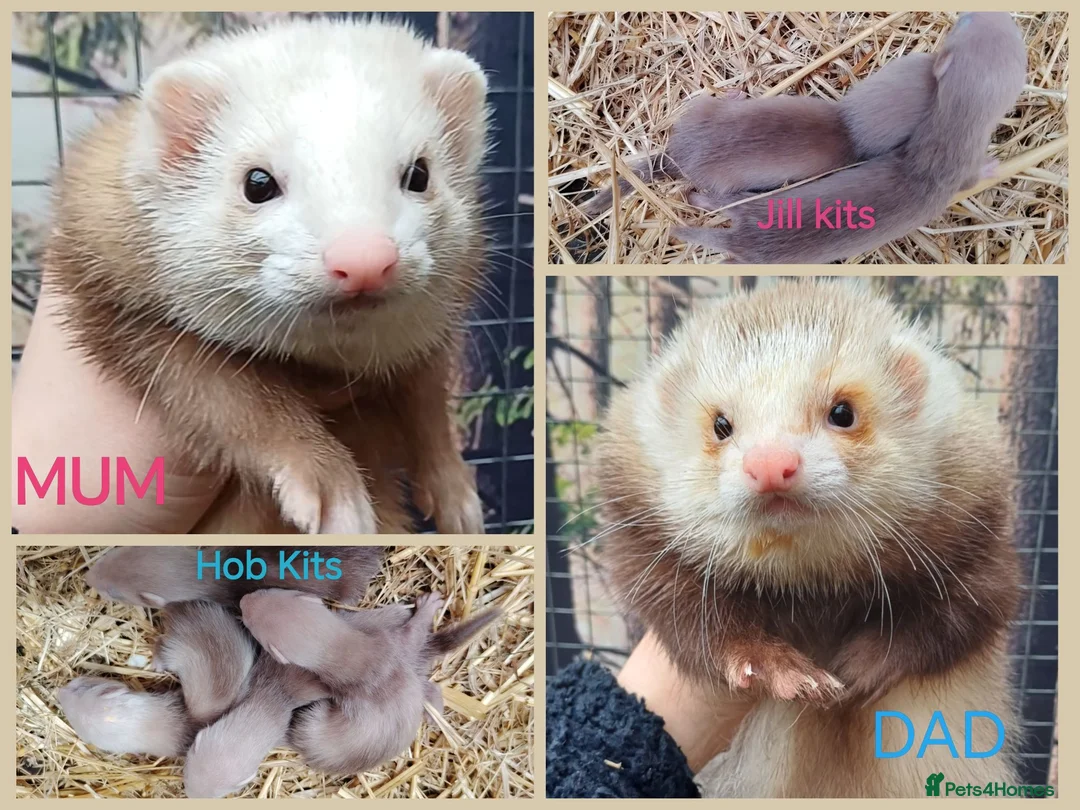 Ferret rodents for sale: Beautiful Ferret kits (half Angora)  - Advert 1