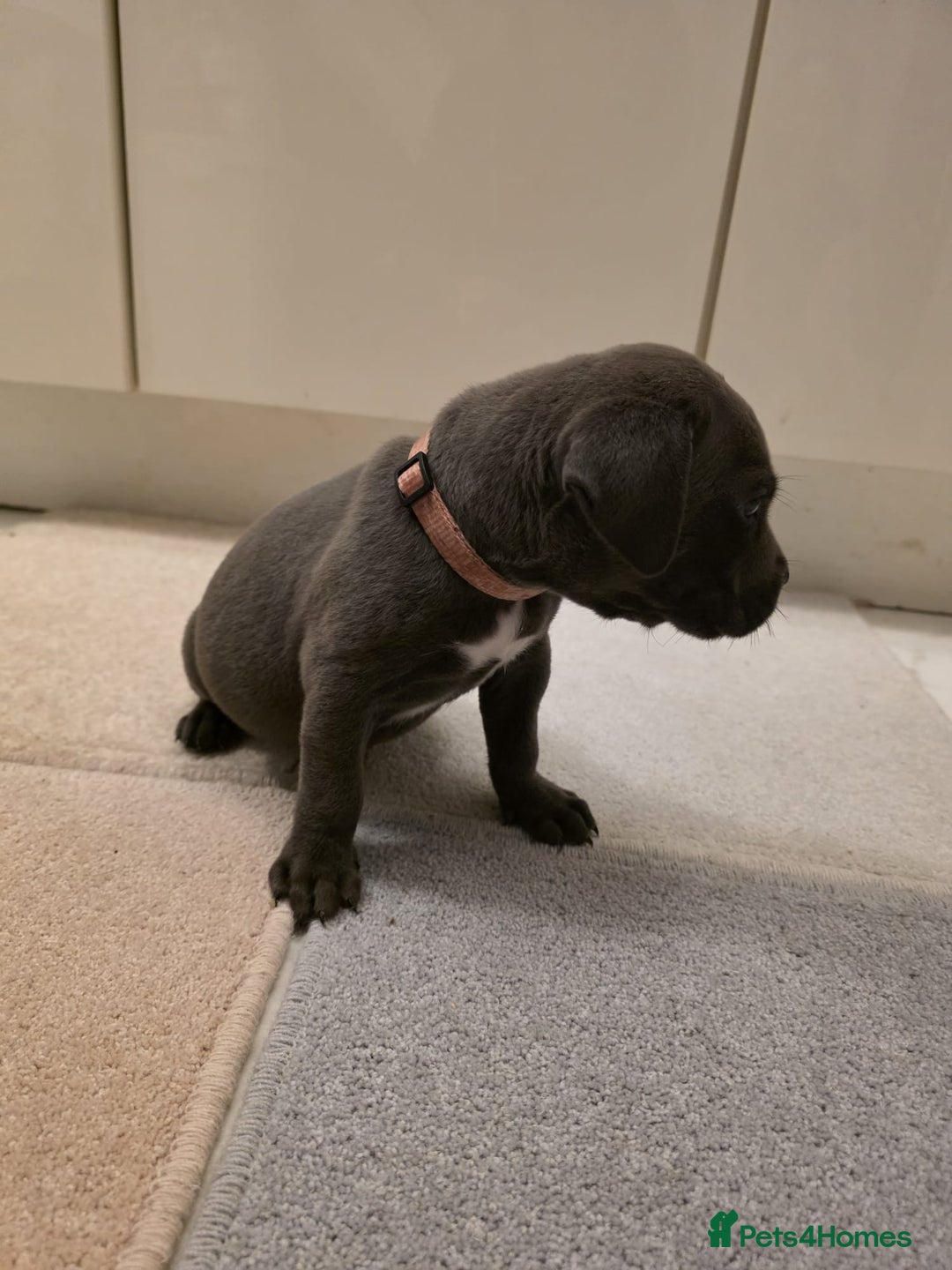 Cane Corso dogs for sale: Ready to leave blue cane corso puppies - Advert 20