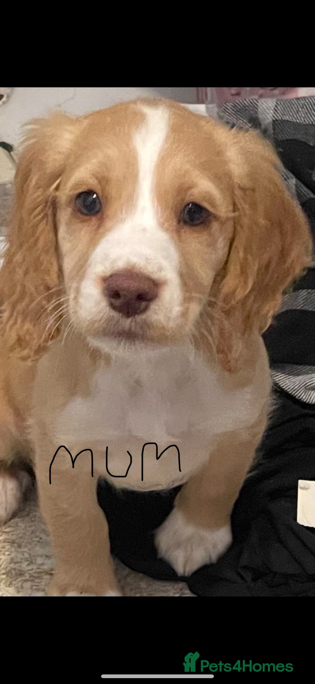 Cocker Spaniel dogs for sale: 6 beautiful cocker spaniels puppy’s born 01/12/25 - Advert 10