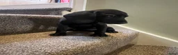 Mixed Breed dogs for sale: ESS x Bavarian puppies from working parents  - Advert 12