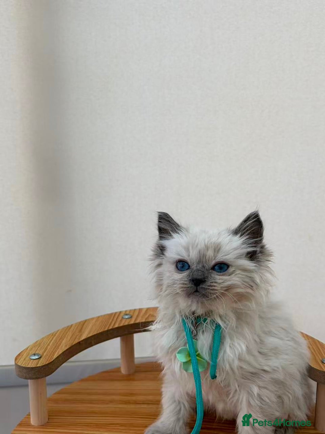 Ragdoll cats for sale: 8 purebred Ragdoll cats - Advert 18