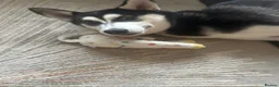 Siberian Husky dogs for sale: Siberian husky  in Manchester - Advert 3