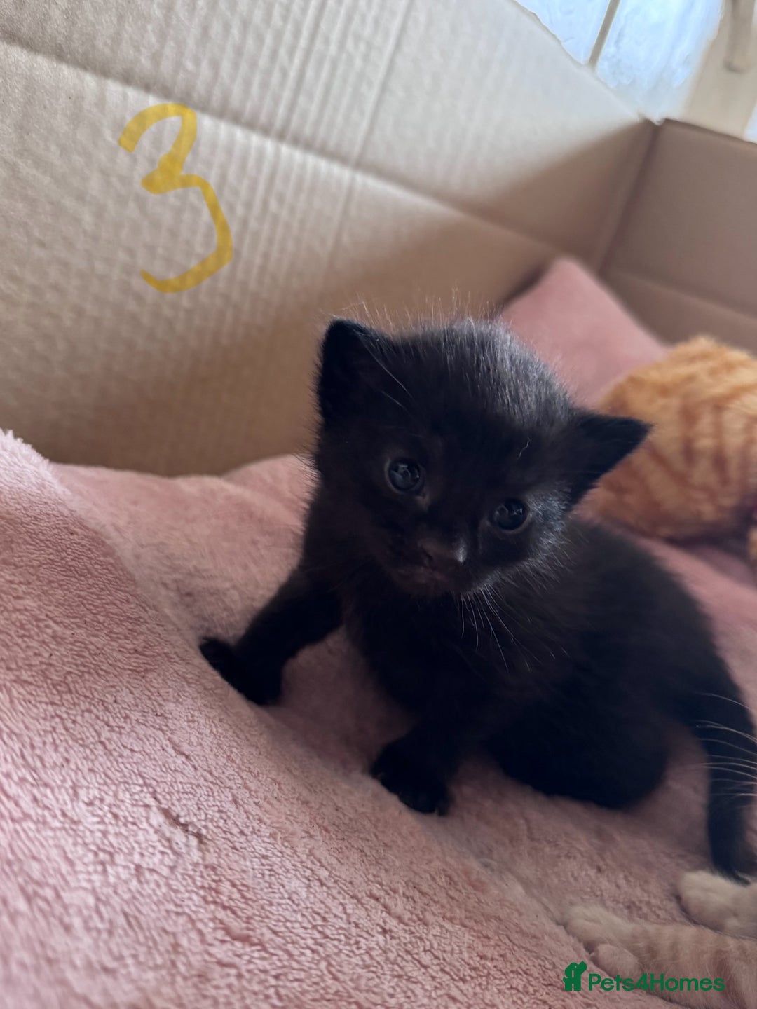 Mixed Breed cats for sale: 5 gorgeous kittens - Image 7