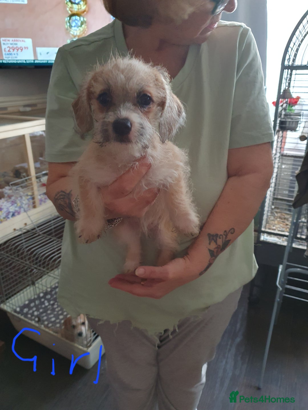 Mixed Breed dogs for sale: Dachshund x shih tzu puppies  - Image 3