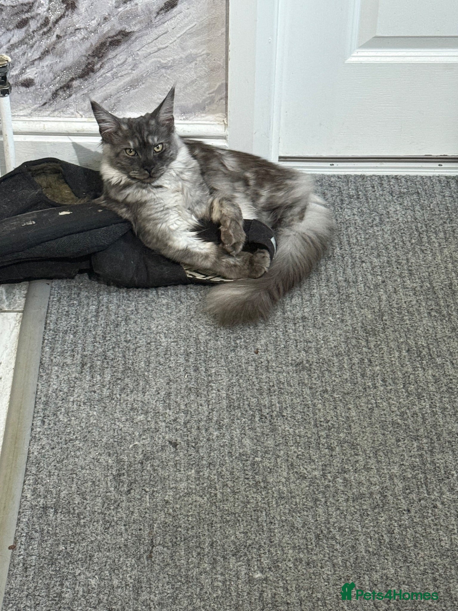 Maine Coon cats Silver smoke Maine coon 8 month old  - Advert 1