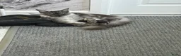 Maine Coon cats for sale: Silver smoke Maine coon 8 month old  - Advert 1
