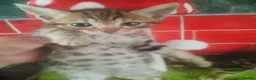 Bengal cats for sale: Bengal kittens  in Peterborough - Advert 13