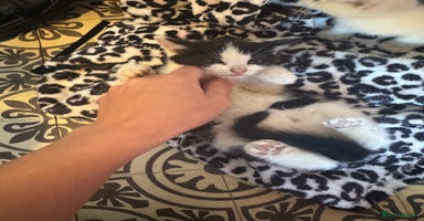 Mixed Breed cats - Advert 11