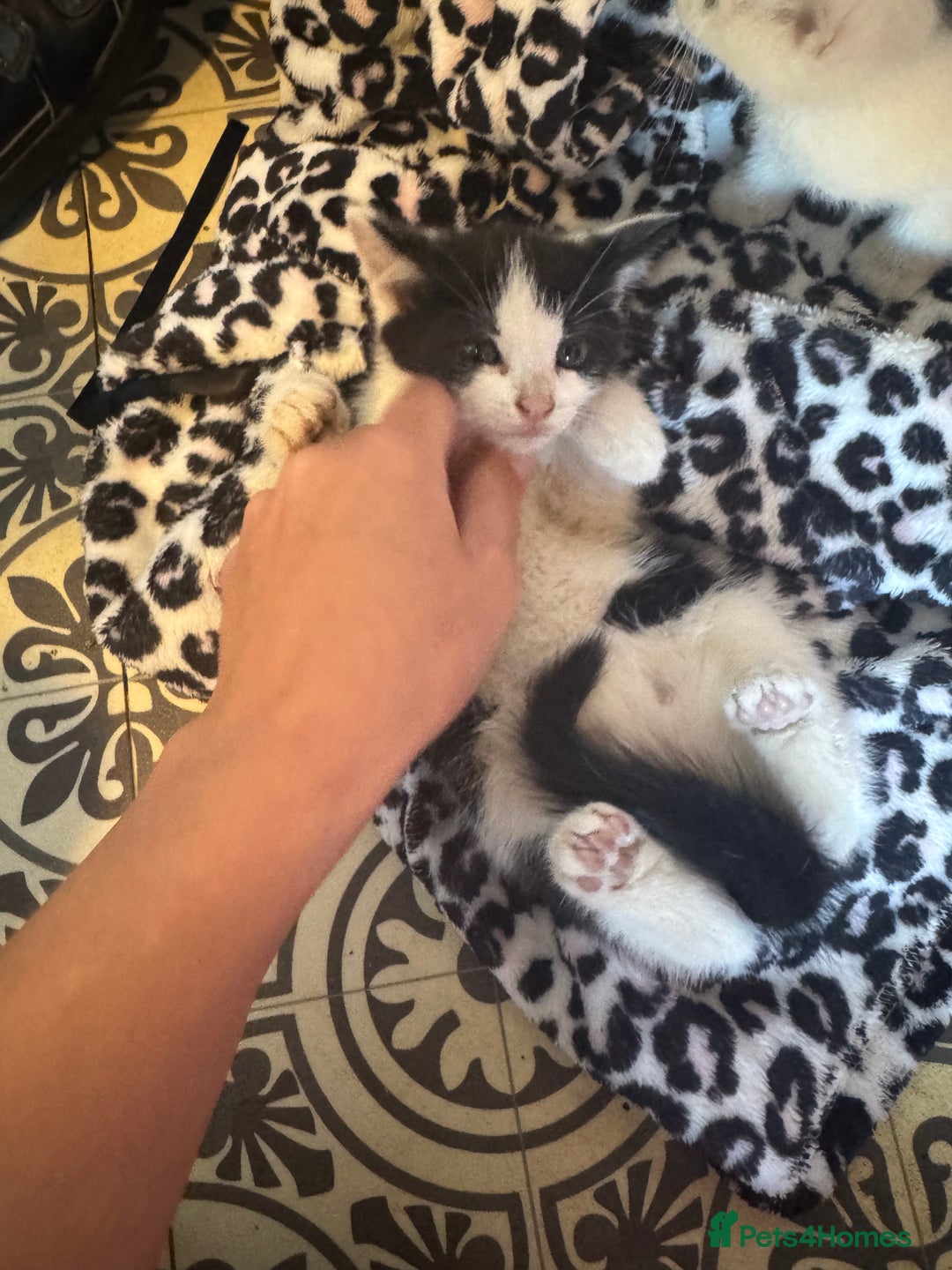 Mixed Breed cats for sale: Two beautiful fluffy girls kittens  - Image 2