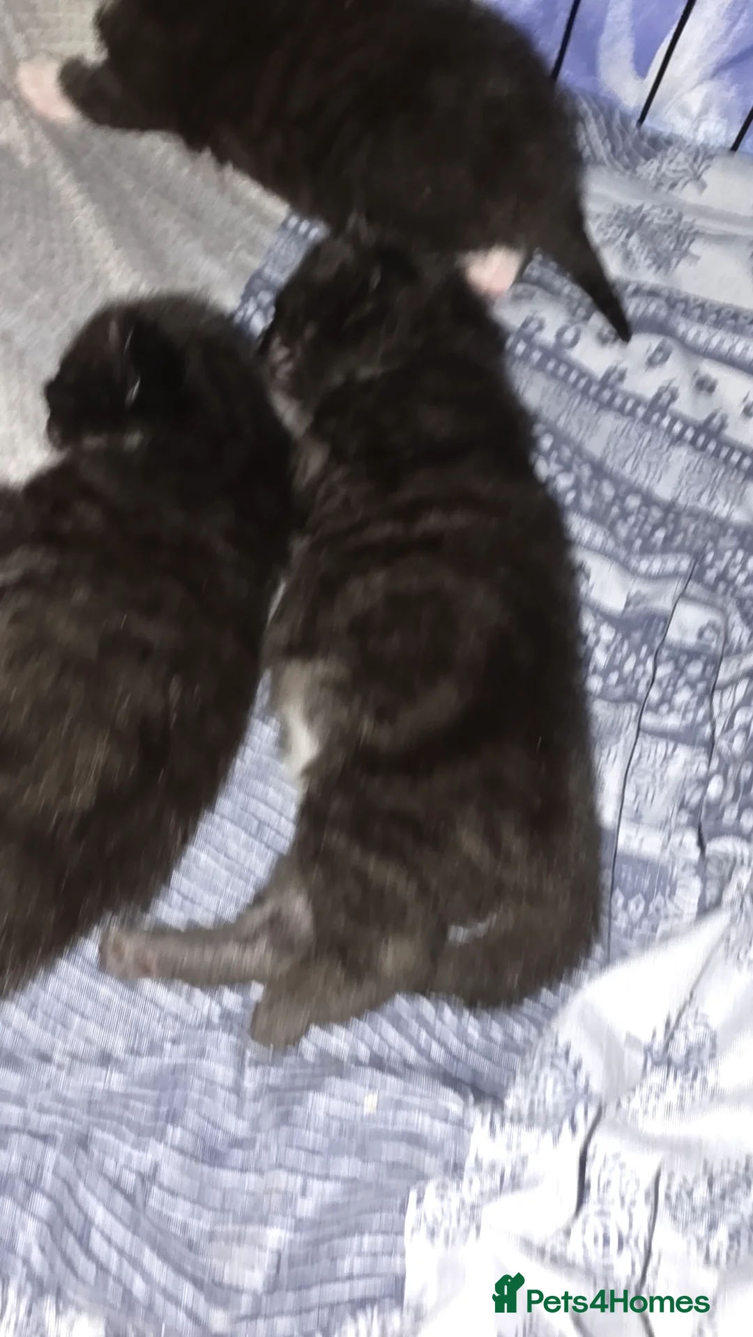 Mixed Breed cats for sale: Fluffy kittens for sale  - Advert 4