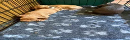 Cocker Spaniel dogs for sale: Ms Jacky Wallbridge  - Advert 17