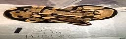 Python Snake reptiles for sale: Royal pythons - Advert 1