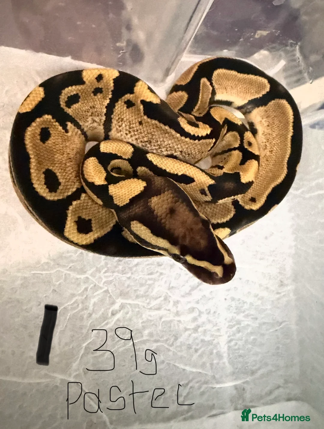 Python Snake reptiles for sale: Royal pythons - Advert 1