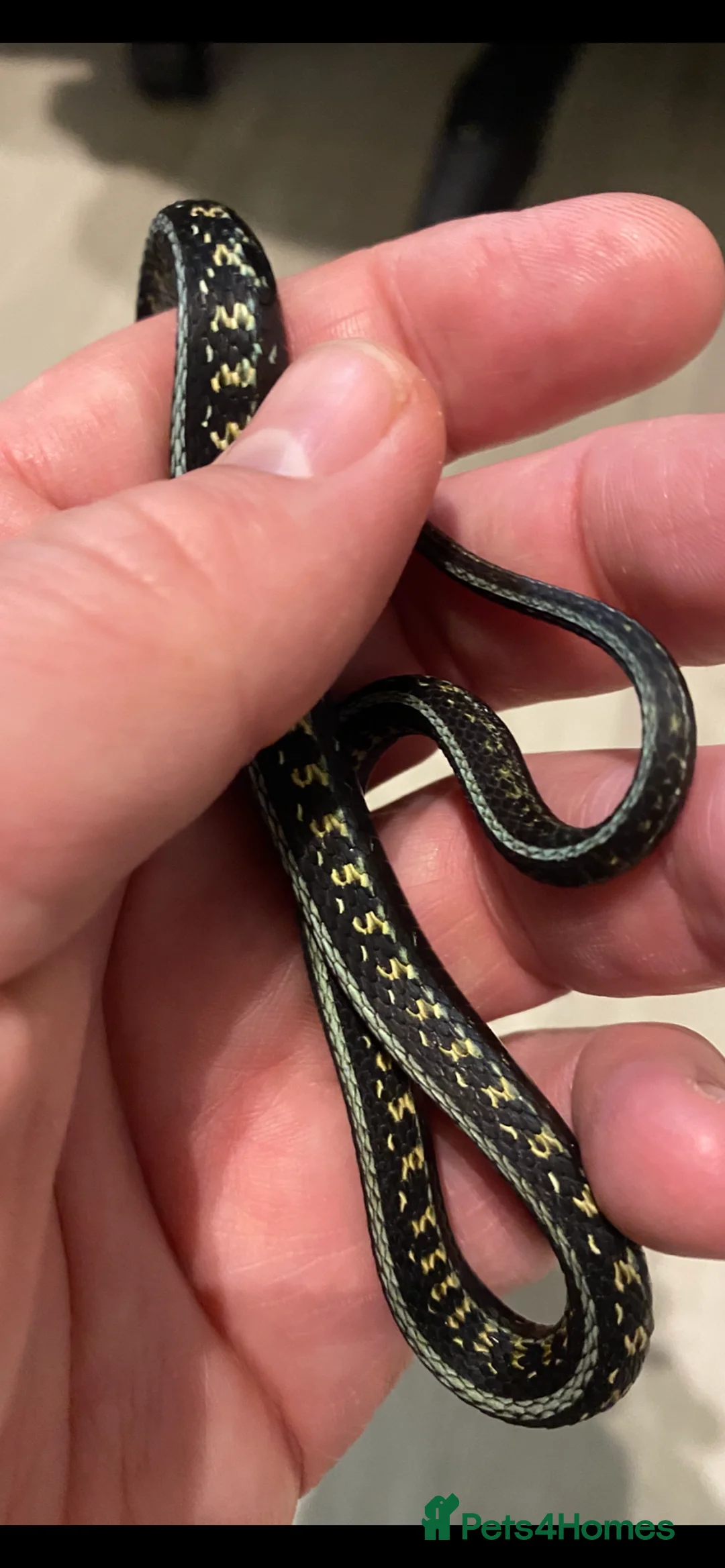 Garter Snake reptiles for sale: Albino and Het Albino checkered garter snakes. - Advert 4