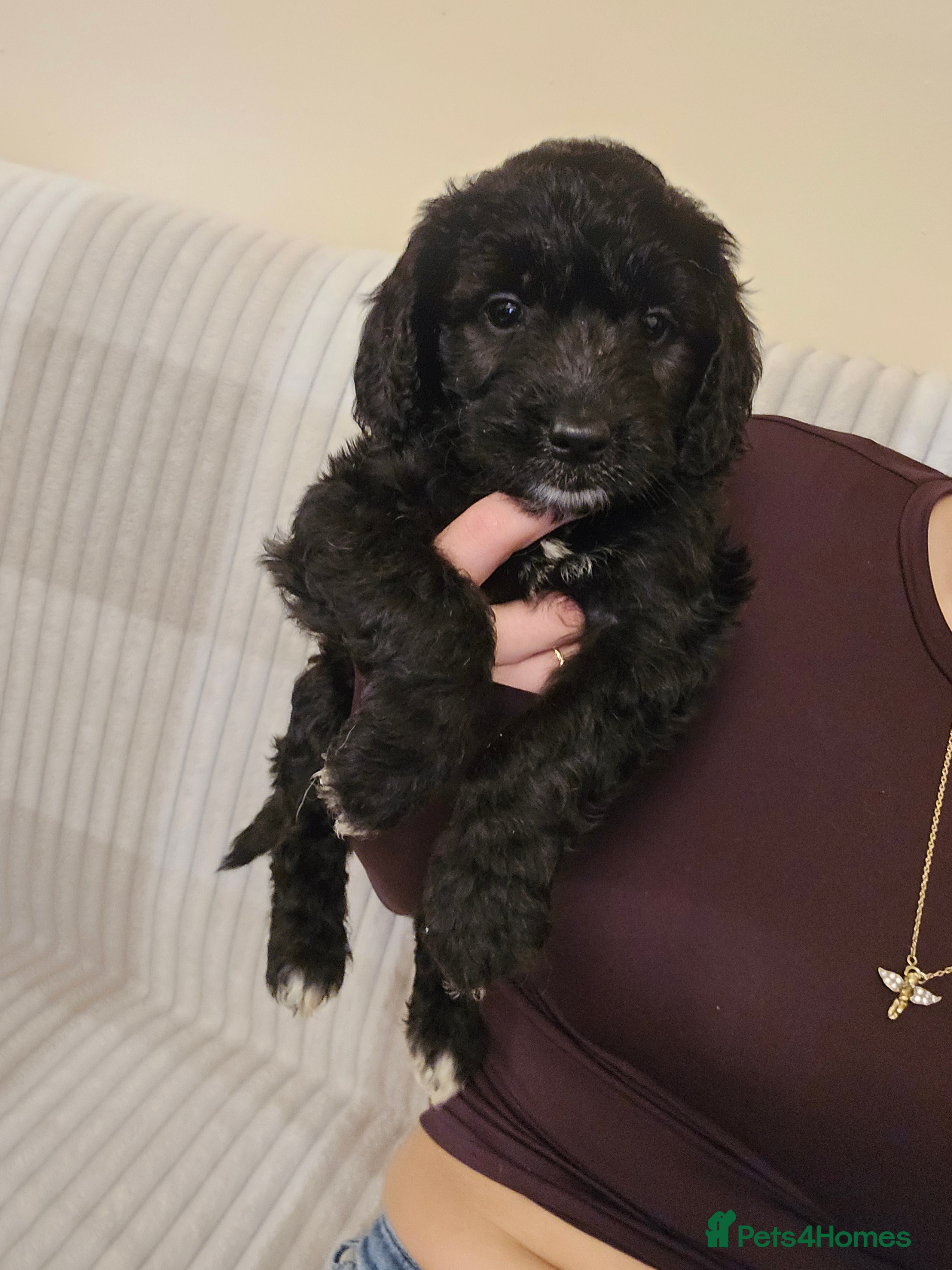 Goldendoodle dogs Goldendoodles  - Advert 2