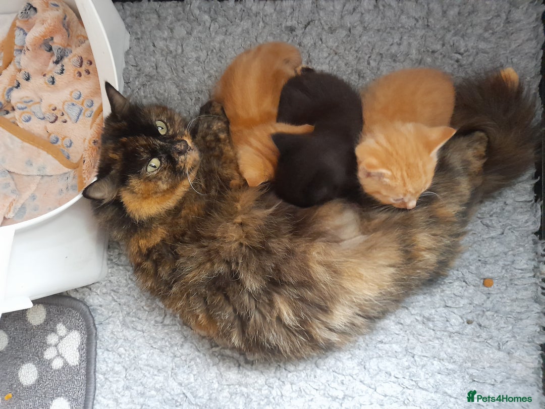 Mixed Breed cats for sale: Gorgeous Ragamuffin x kittens. - Image 15