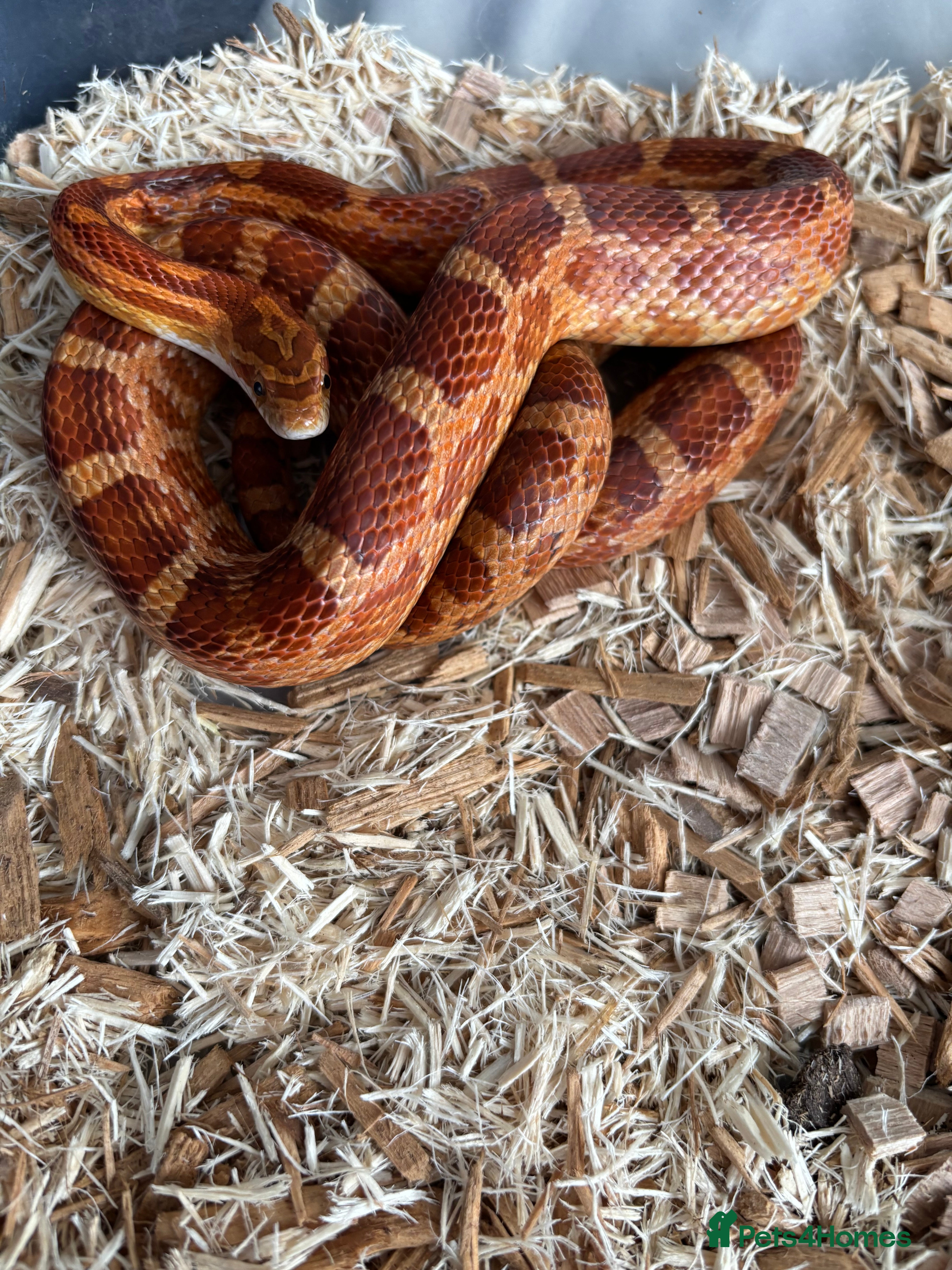 Corn Snake reptiles Corn snake very friendly  - Advert 9