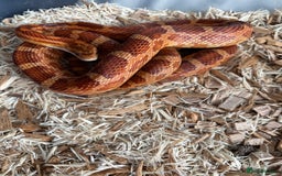 Corn Snake reptiles for sale: Corn snake very friendly  - Advert 1