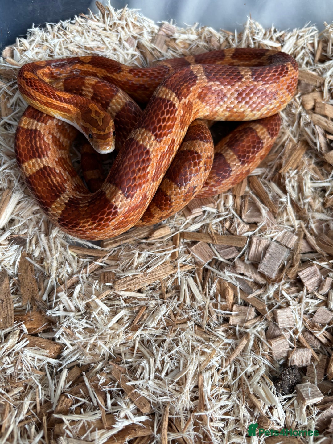 Corn Snake reptiles for sale: Corn snake very friendly  - Advert 1