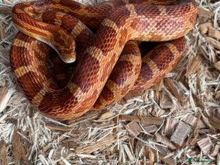 Corn Snake reptiles Corn snake very friendly - Advert 1