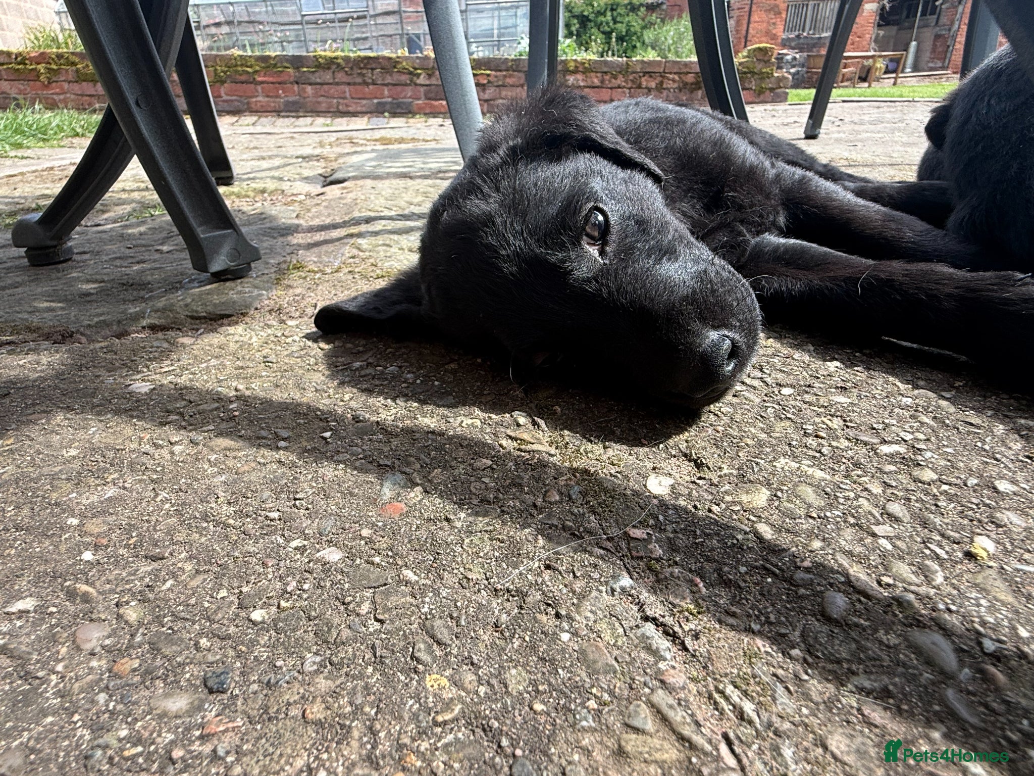 Labrador Retriever dogs Beautiful Black Labrador pups — 3 boys, 5 girls - Advert 2