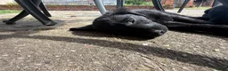 Labrador Retriever dogs for sale: Two left. Beautiful Black Labrador pups.  - Advert 9