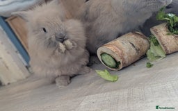 Mixed Breed rabbits for sale: 2 beautiful baby rabbits - Image 5